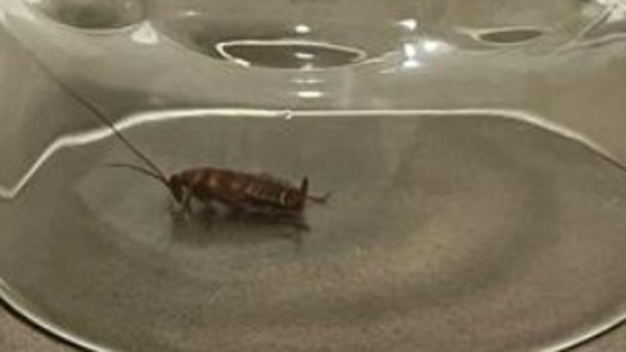 One of the critters, caught under a glass.