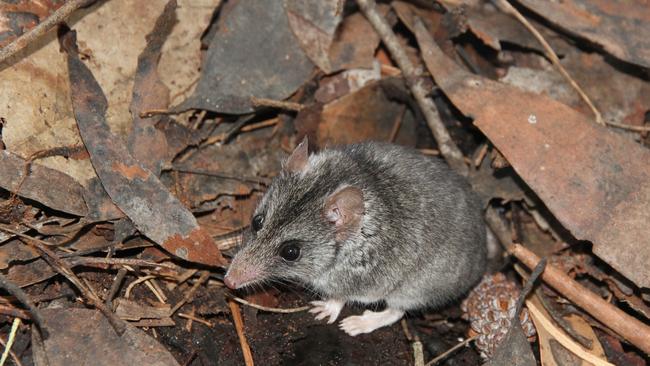 A Kangaroo Island dunnart. Picture: Peter Hammond