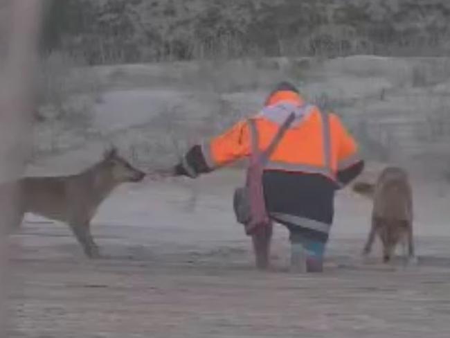 A man filmed feeding two dingoes at a popular holiday destination has been fined more than $2000. Picture: Queensland DES,