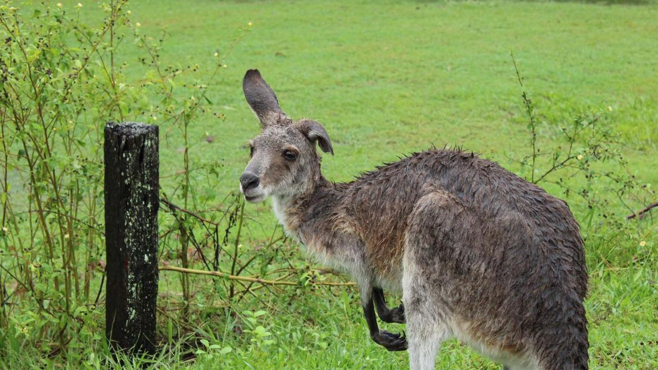 A waterlogged kangaroo at a flooded Wacol golf course. Picture: Rohan Burdette.