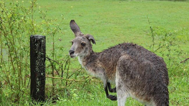 A waterlogged kangaroo at a flooded Wacol golf course. Picture: Rohan Burdette.