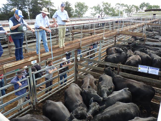 The major saleyards in both Victoria and NSW on Monday reported cheaper trends across young trade and store cattle. Picture: Kate Dowler