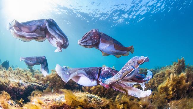 Cuttlefish swim through one of SA’s marine parks. Picture: Carl Charter