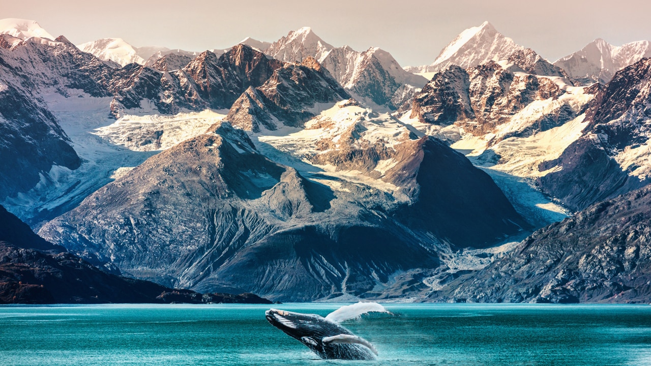 Cruisers are flocking to Alaska to see humpback whales, bears and glaciers. Picture: Supplied.
