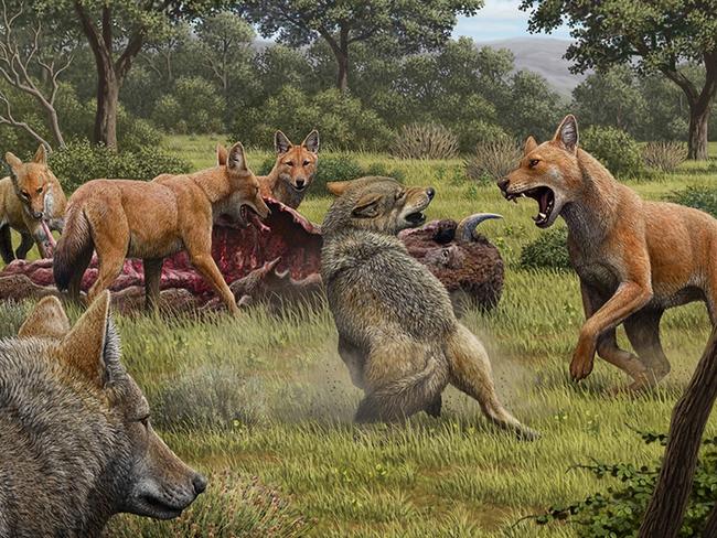 Artwork credit: Mauricio Antón/Nature.Caption: Somewhere in Southwestern North America during the late Pleistocene, a pack of dire wolves (Canisdirus) are feeding on their bison kill, while a pair of grey wolves (Canis lupus) approach in the hopes ofscavenging. One of the dire wolves rushes in to confront the grey wolves, and their confrontation allows acomparison of the bigger, larger-headed and reddish-brown dire wolf with its smaller, grey relative.