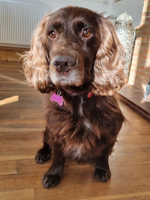 Cassie the cocker-spaniel was missing for eight years. Picture: Sussex Police