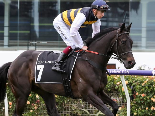 Future Score (IRE) ridden by Fred W Kersley on the way to the barriers prior to the running of  the Lexus Hotham Stakes at Flemington Racecourse on October 31, 2020 in Flemington, Australia. (George Salpigtidis/Racing Photos via Getty Images)