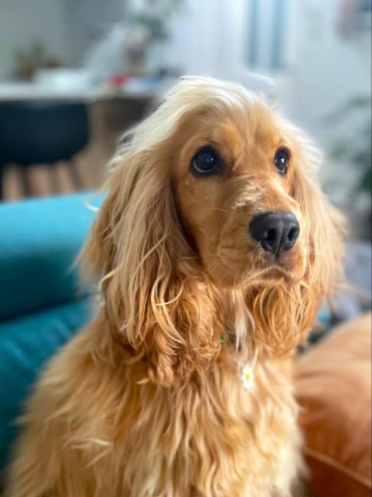 WA residents also favour the Cocker Spaniel. Known for its gentle nature and playful energy, this breed suits a variety of households, from busy families to retirees. Picture: Supplied