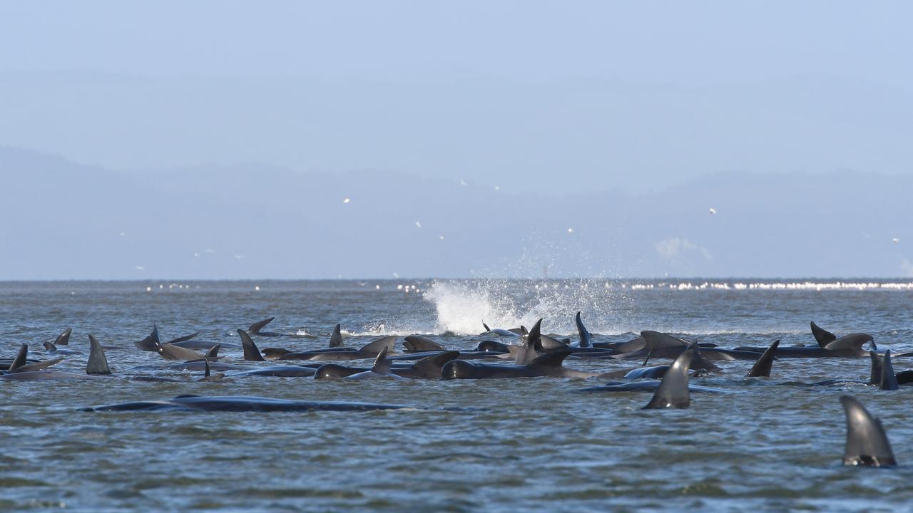 About 270 pilot whales are stranded near Strahan in Tasmania. Picture: Brodie Weeding/The Advocate