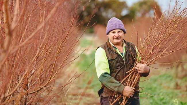 Stone fruit grower Michael Tripodi, from Lake Boga, Victoria, says exporters had a strong 2019-20 season in China despite the double-blow of Chinese New Year and coronavirus hitting sales in March. Picture: Chloe Smith.