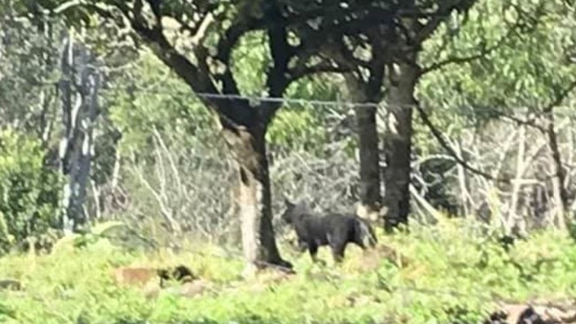 Amy Glock took this photo of a panther-like creature near Eden Creek. She shared it on a Kyogle community Facebook page after reports of recent sightings.