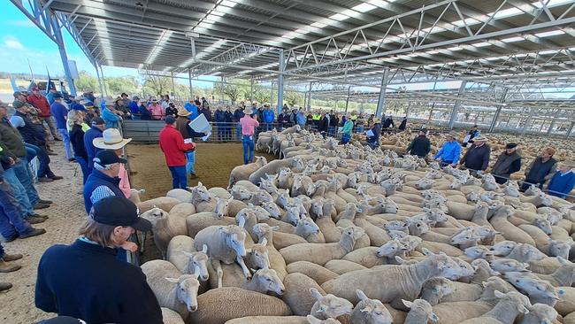 Action from the Corowa sheep sale.