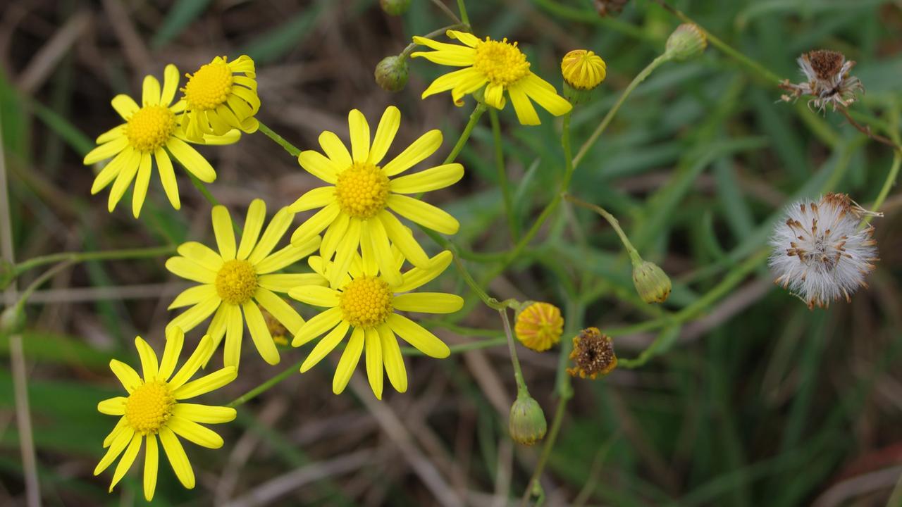 Don’t let the bright yellow petals fool you – this is one “flower” you don’t want to be growing. Photo: File Image