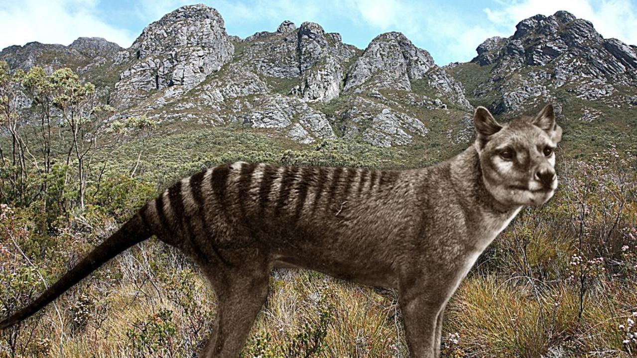 Tasmanian tiger may have survived into the 2000s, new analysis