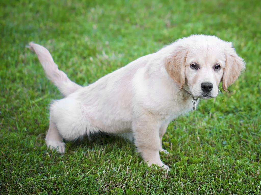 Petbarn head trainer Meredith Gallanty says dogs are creatures of habit, so a routine is exceptionally important. Picture: iStock