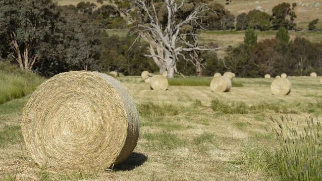 Hay is expected to sell well this year, both freshly made fodder and that made in past years.