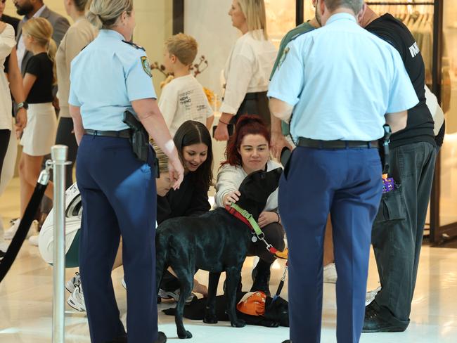 Volunteer service dogs inside the Westfield Shopping Centre in Bondi Junction after the horrific stabbing attack last week. Picture: Tim Hunter.