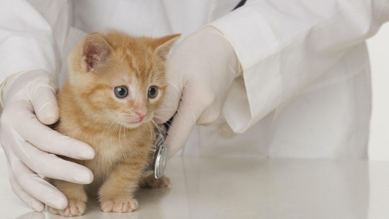 Optiscan reveals imaging device for animals