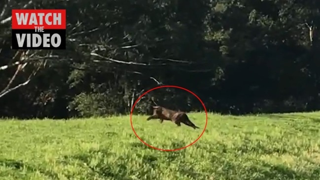 Black panther caught on video in Sydney’s North Shore