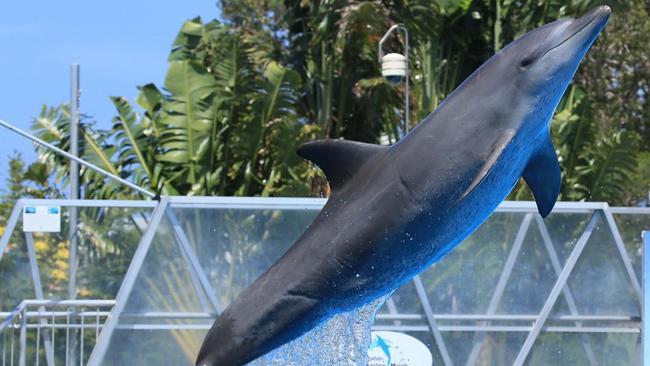 Calamity died in June 2020. She was Dolphin Marine Conservation Park's oldest cetacean, believed to be about 40, and long-time partner of Bucky, who passed away 10 months earlier.