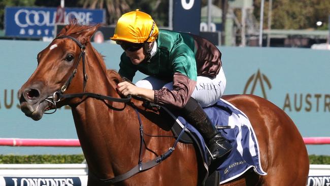 Mayrose is a good chance to to score a second Midway Handicap win at Rosehill on Saturday. Picture: Grant Guy