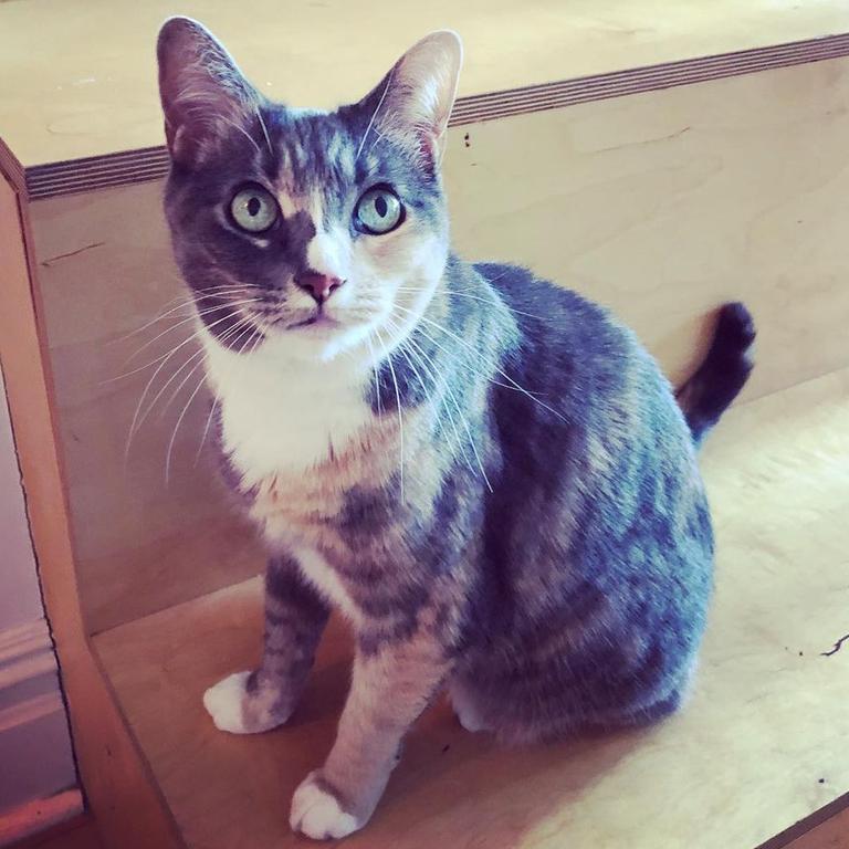 Bach is allergic to cats, but Turetsky has no plans of rehoming her beloved rescue cat Cleo. Picture: Instagram/biancaturetsky