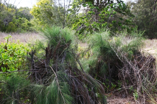 Tree clearing dispute at Yorkeys Knob