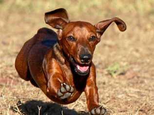 HAPPY DOG: When you're a dog called Sharron, you're always full of beans. Picture: Rebecca Ipsen Hill