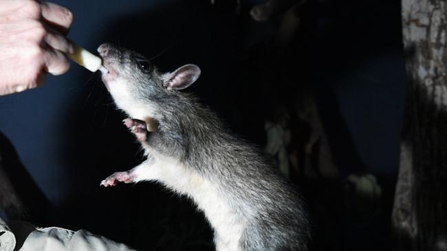 A black-footed tree rat in happier times: Picture Katrina Bridgeford.