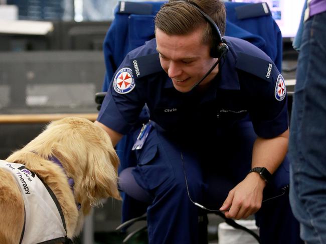 Thankfully Honey the Golden Retriever is there to make things easier. Picture: Toby Zerna