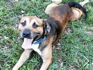 Red is pet of the week at Coffs Harbour RSPCA shelter. Picture: Contributed