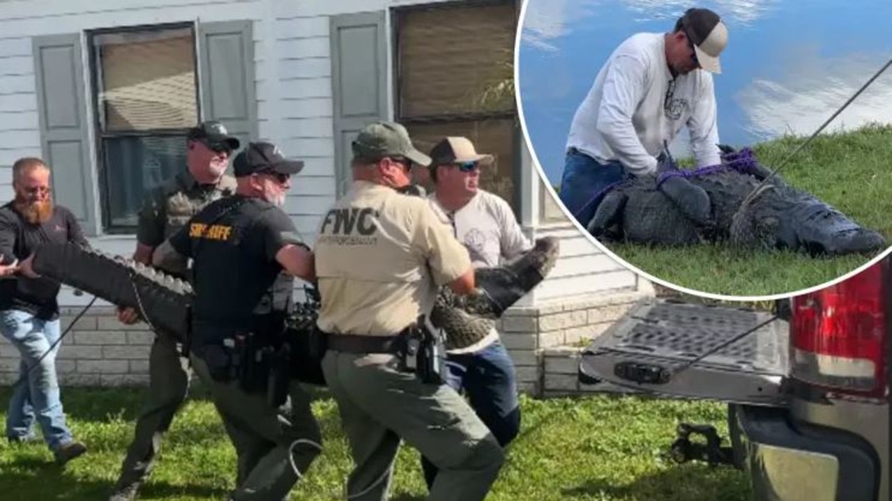 An 85-year-old Florida woman was killed by a 3m-long alligator while walking her dog near a pond. Picture: St. Lucie County Sheriff's Office