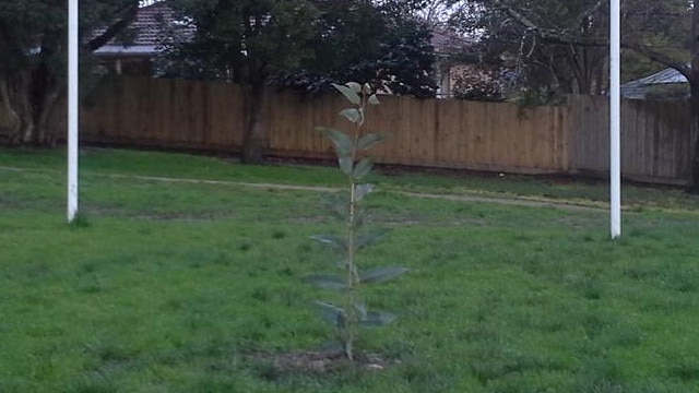 Maroondah Council workers planted a tree in the goalsquare at Towerhill Park Reserve.