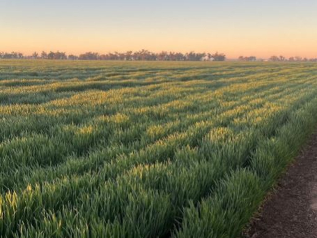Once owned by the investment arm of the Canadian pension fund, Kinbeachie grows a variety of winter and summer grains. Picture: Instagram.