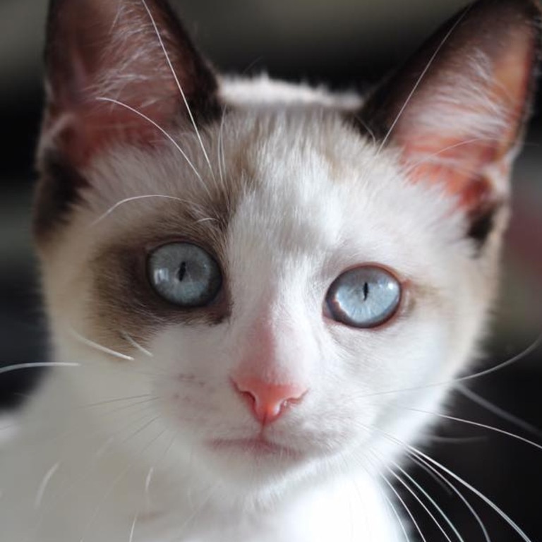 This is Miss Pearl . Loves lounging on the couch and cuddles. Picture: Cathy Moroney. Cutest cats in Wynnum.