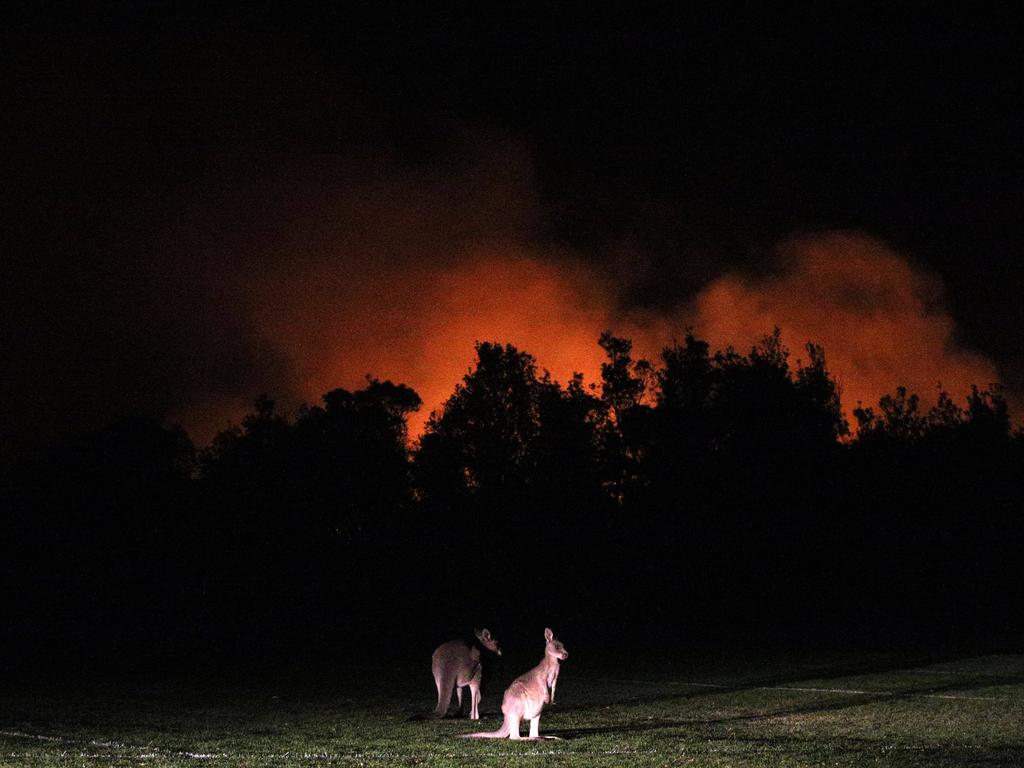 Kangaroos illuminated by the blaze at Tathra. As darkness fell around the seaside town of Tathra on the NSW south coast, up to 35 homes had been lost in the area and the roads into and out of the town were closed. A historic pub was damaged in the out of control bushfire, which leapt across the Bega River. Hundreds of local residents were sheltering in a makeshift evacuation centre at the Bega Showground following the sudden fire, which was reported to have destroyed Tathra Primary School. Picture Gary Ramage