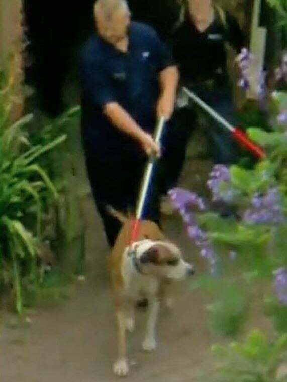 Animal care officers lead one of the dogs that attacked metre reader Kane Minion to death on Saturday. Picture 9News.