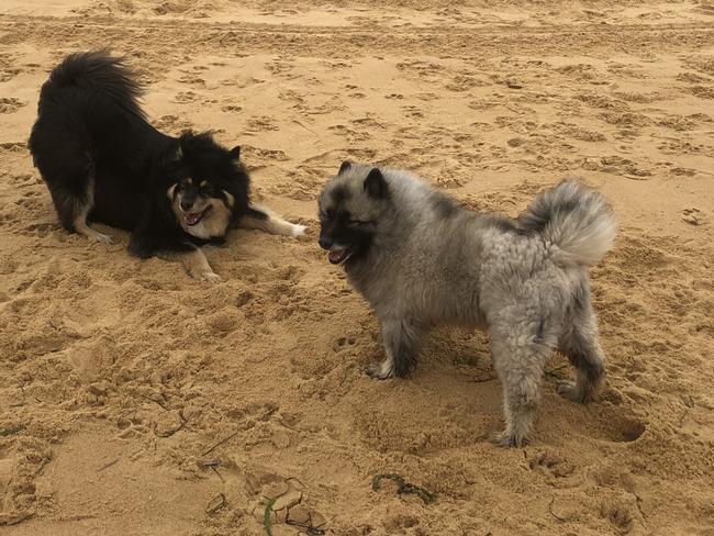 Kees in the sand with another dog.