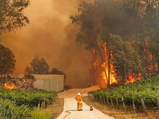 A CFS volunteer and koala at the Cudlee Creek fire. Picture: CFS