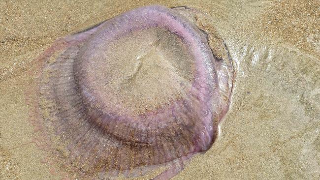 One of the unusual jellyfish washed up at the beach. Picture: SUPPLIED