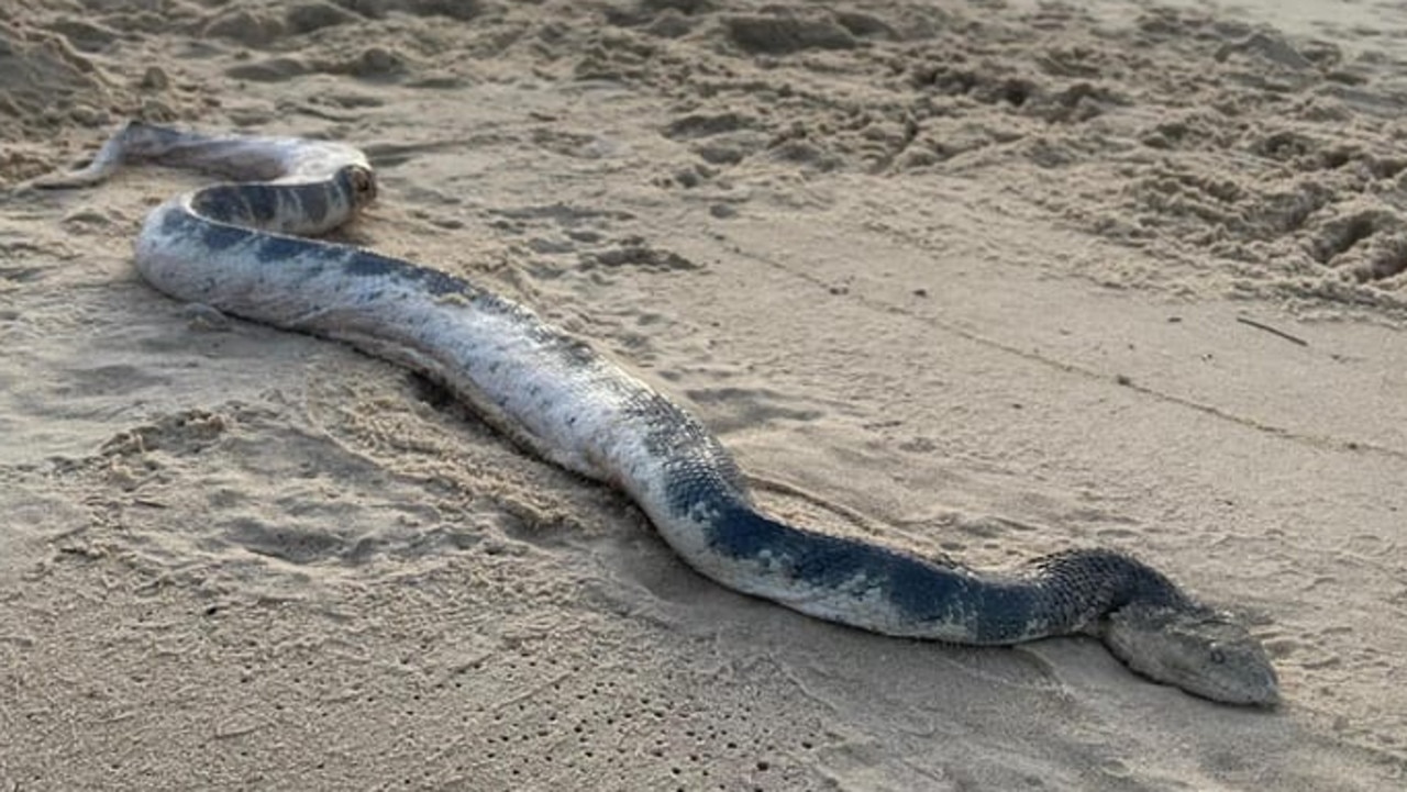 Beach walkers were stopped in their tracks when they encountered a monster of the sea during their morning walk.