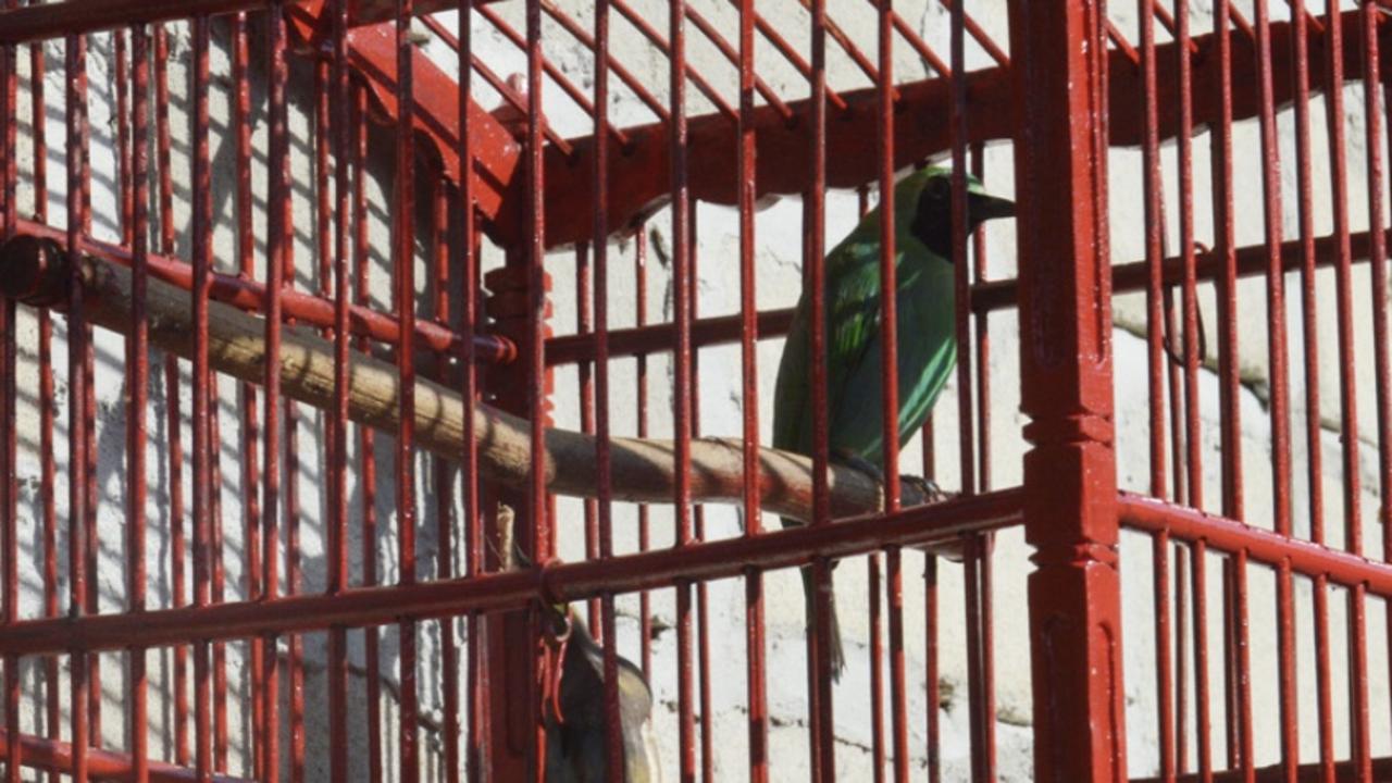 A man has fronted Maryborough court charged with ill treating a bird in west Gladstone in the 1970s.