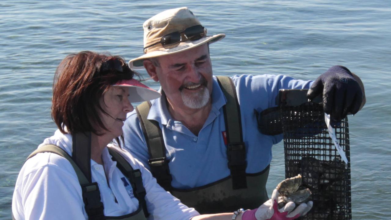 Oyster farmers ‘eating stale bread’ as industry faces toxic challenge