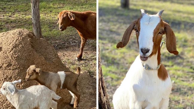 Two goats are among dozens of animals killed in dog attacks at Curra over the past few months in a string of incidents which have left families devastated.