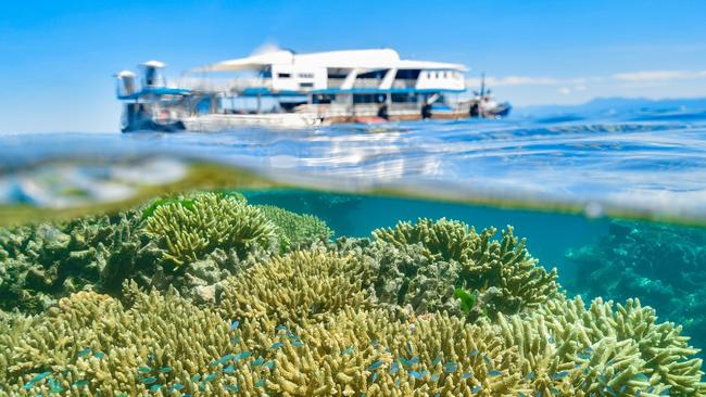 Healthy coral on Moore Reef with the Reef Magic pontoon in the background.