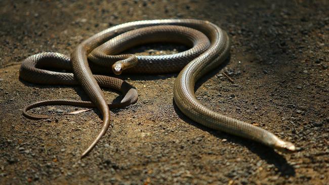 Eastern brown snakes, like these two, are among Australia’s most feared reptiles. Picture: Phil Rogers