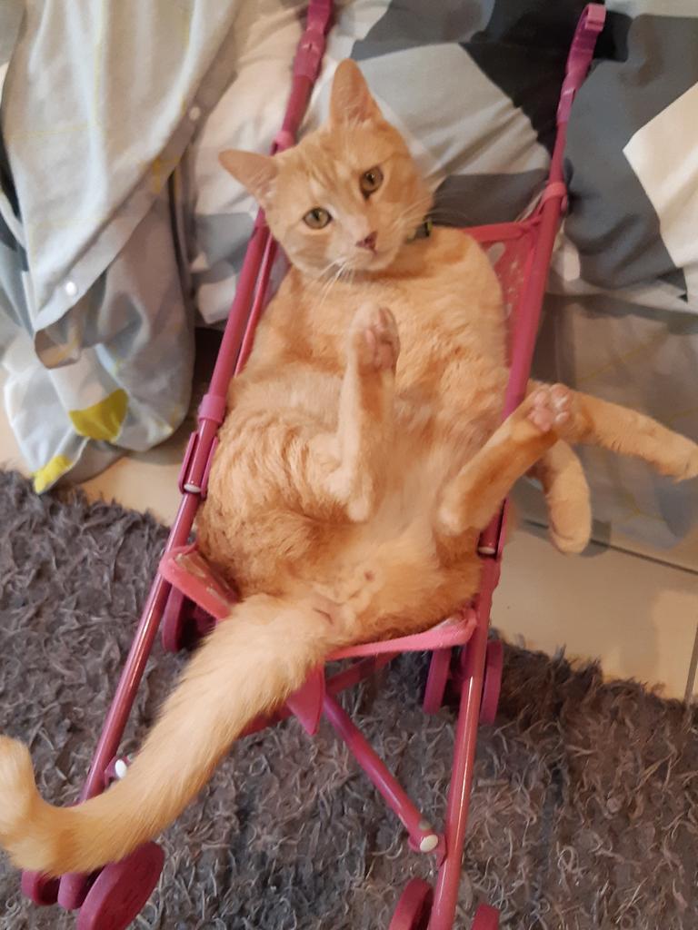 Gary Bradshaw. Hanging out in his favorite stroller. Picture: Janine Bradshaw