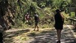 A tree falls on the Kuranda Range earlier this month. The road block occurred near the Henry Ross Lookout on the Kennedy Highway at MacAlistair Range.