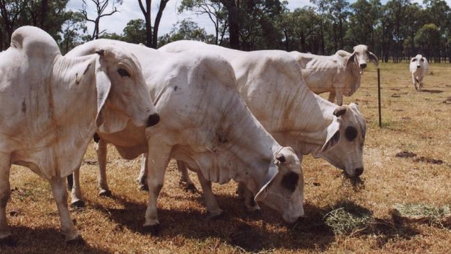 glen11 glen11. glencoe station. cattle property. brahman. generic.