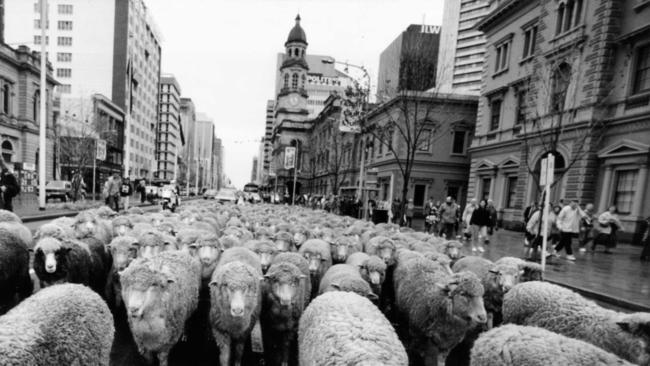 Sheep walking down King William Street, for the start of Royal Adelaide Show week 1994. Photo Brian Webber